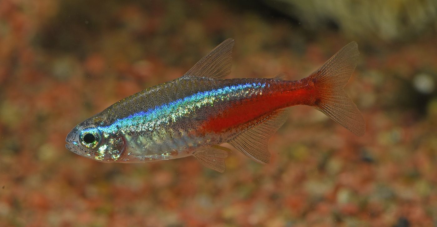Cardumen de tetras neón en acuario doméstico