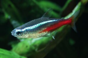 Tetra neón (Paracheirodon innesi): el pequeño caracin iridiscente del acuario tropical