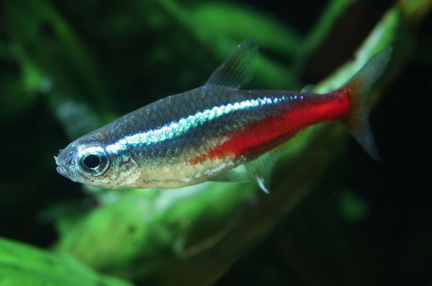 Tetra neón Paracheirodon innesi con franja azul iridiscente y vientre rojo