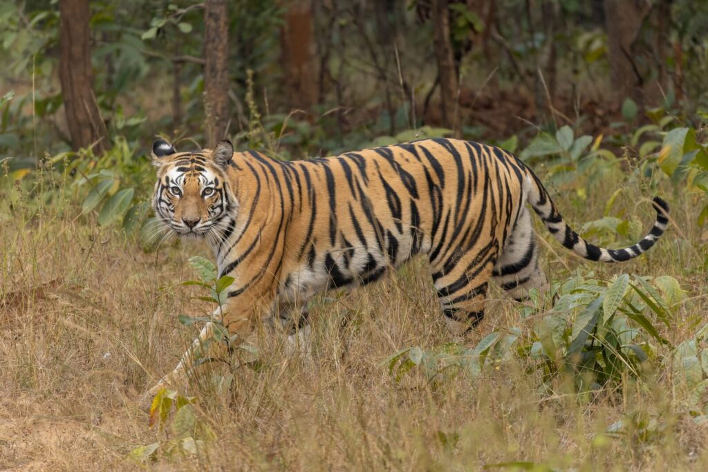 Tigre de Bengala Panthera tigris tigris caminando en el bosque