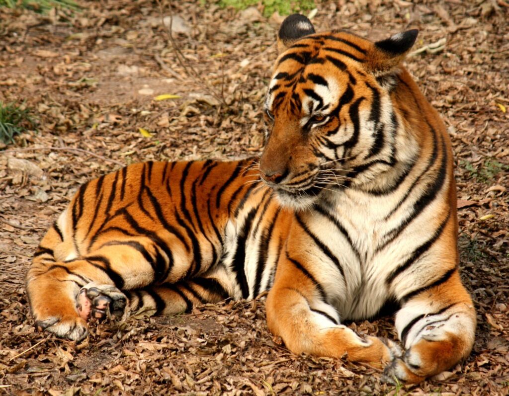 Tigre de China meridional Panthera tigris amoyensis tumbado