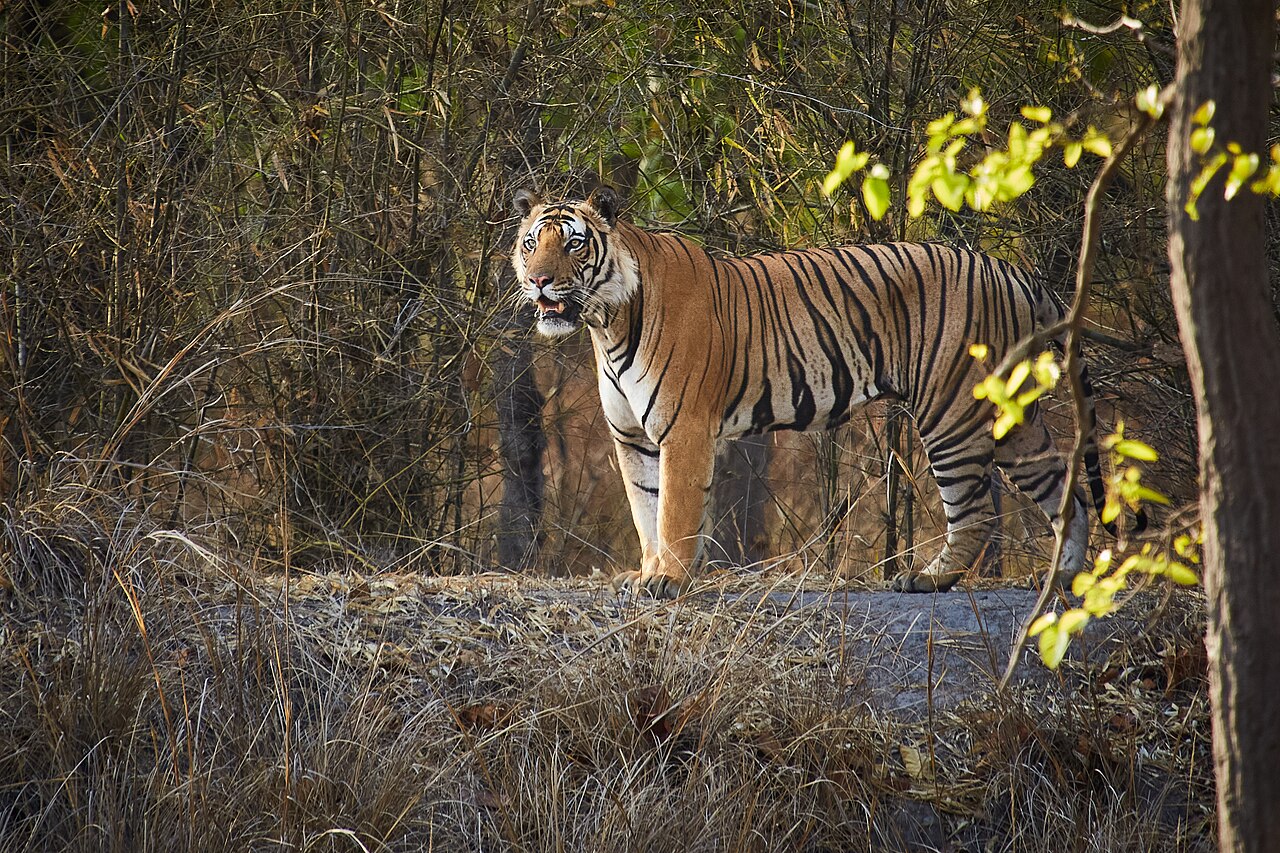 Tigre de China meridional (Panthera tigris)