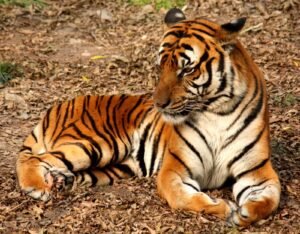 Tigre de China meridional (Panthera tigris amoyensis)