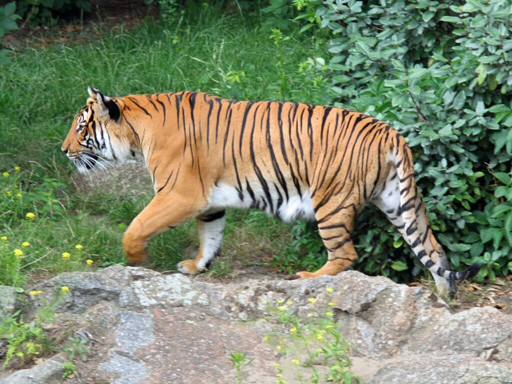 Tigre de Indochina Panthera tigris corbetti caminando