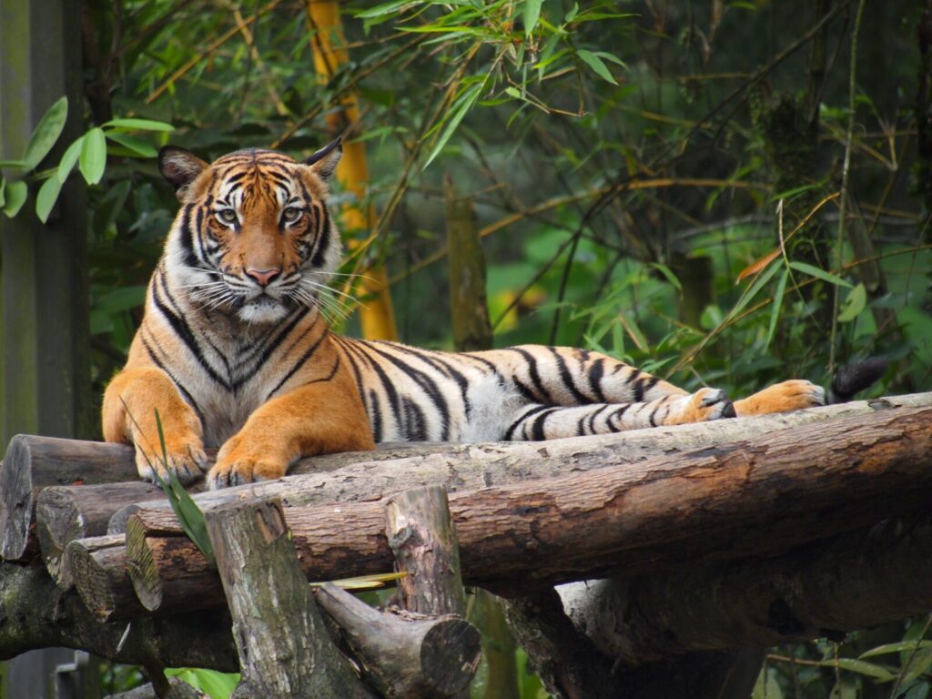 Tigre de Malasia Panthera tigris jacksoni descansando