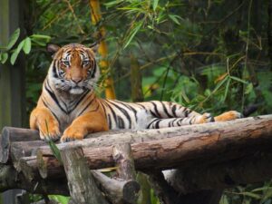 Tigre de Malasia (Panthera tigris jacksoni)