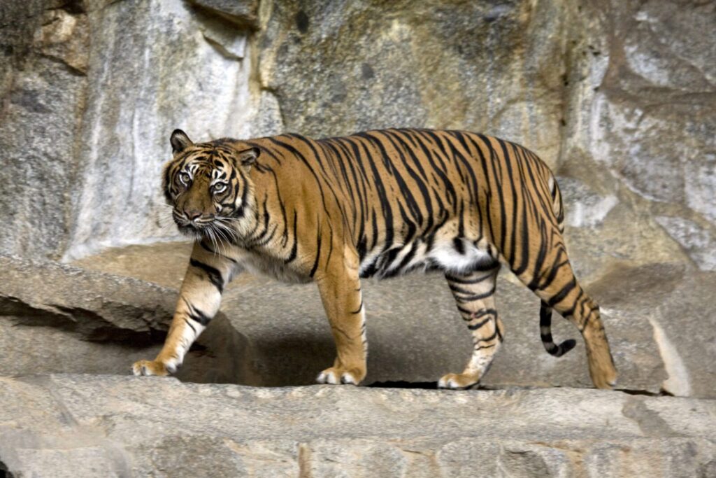 Tigre de Sumatra Panthera tigris sumatrae caminando