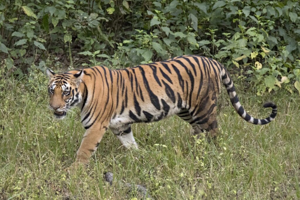 Tigre Panthera tigris caminando entre la vegetación