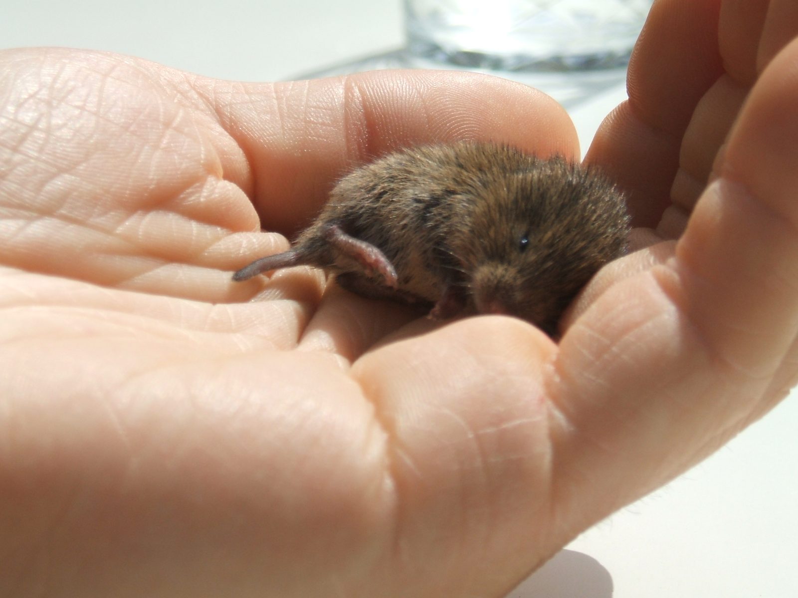 Topillo campesino (Microtus arvalis) sostenido en la palma de una mano, mostrando su pequeño tamaño