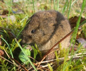 Topillo campesino (Microtus arvalis): el roedor de las plagas agrícolas