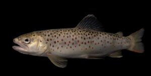 Trucha común (Salmo trutta): el salmónido autóctono de los ríos europeos