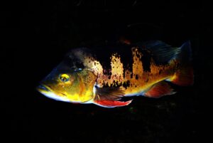 Tucunaré (Cichla ocellaris): el cíclido depredador con ojo en la cola del Amazonas
