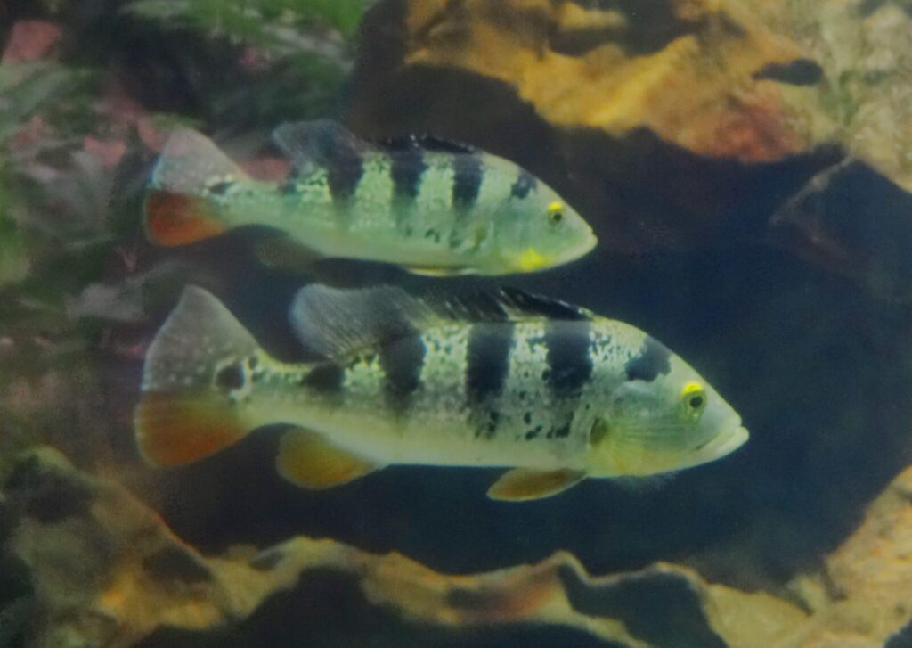 Pareja de tucunarés Cichla ocellaris en acuario