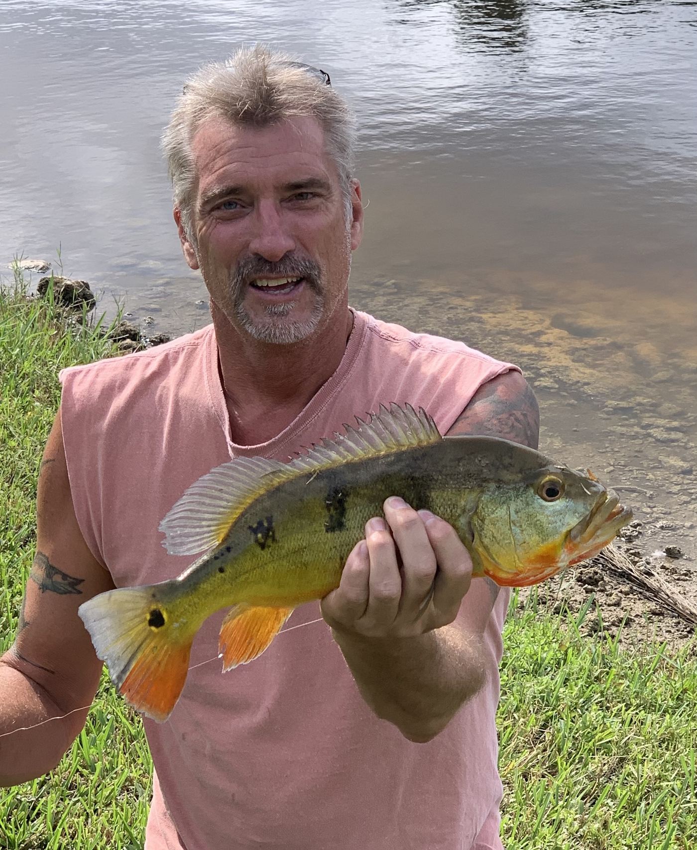 Tucunaré Cichla ocellaris peacock bass introducido como pez deportivo