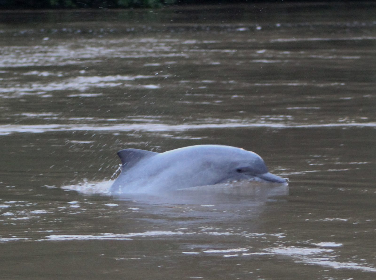 Tucuxi Sotalia fluviatilis delfin de rio amazonico