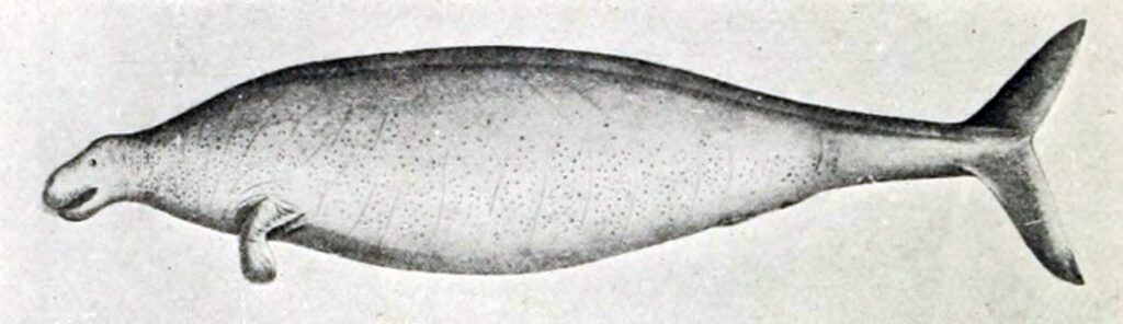 Vaca marina de Steller (Hydrodamalis gigas)