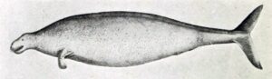 Vaca marina de Steller (Hydrodamalis gigas): el sirenio gigante extinto en 27 años
