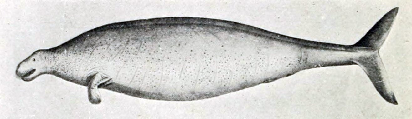 Vaca marina de Steller en perfil — ilustración histórica del cuerpo completo