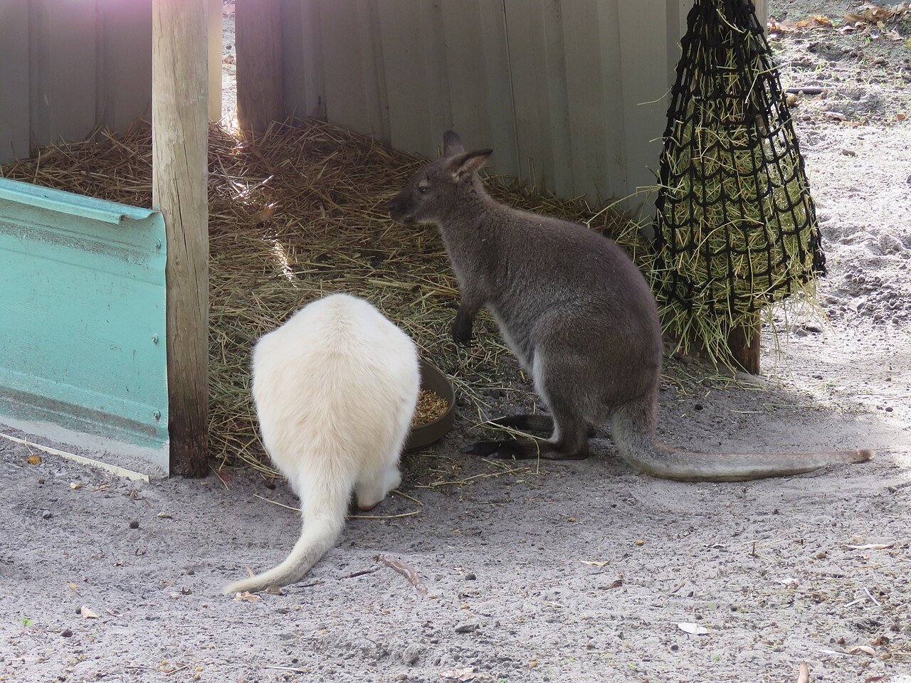 Wallaby (Notamacropus rufogriseus)