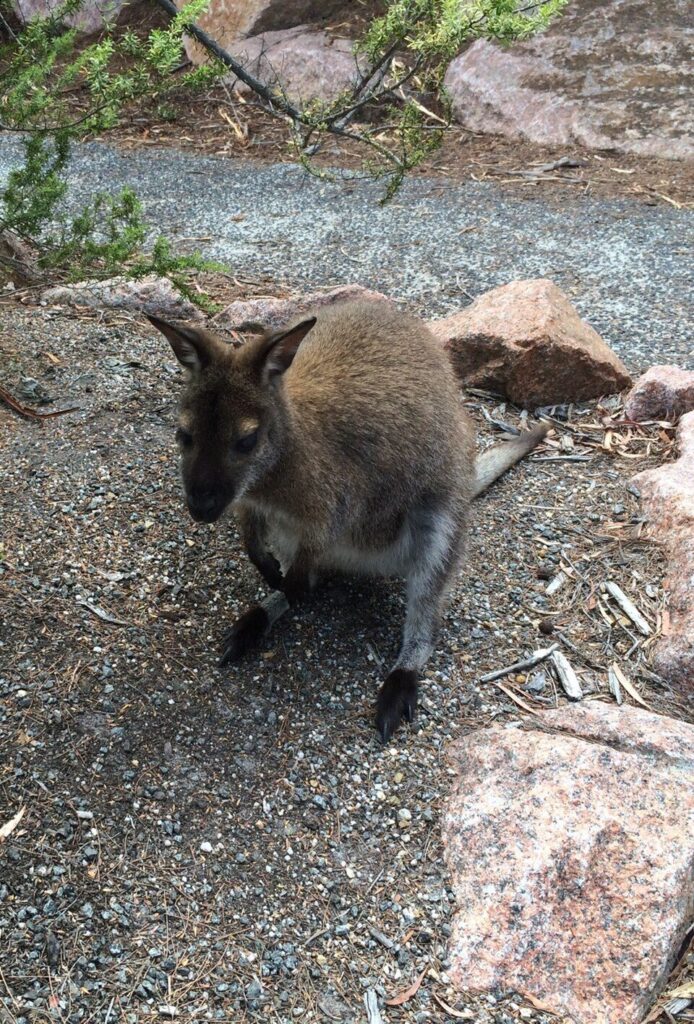 Wallaby
