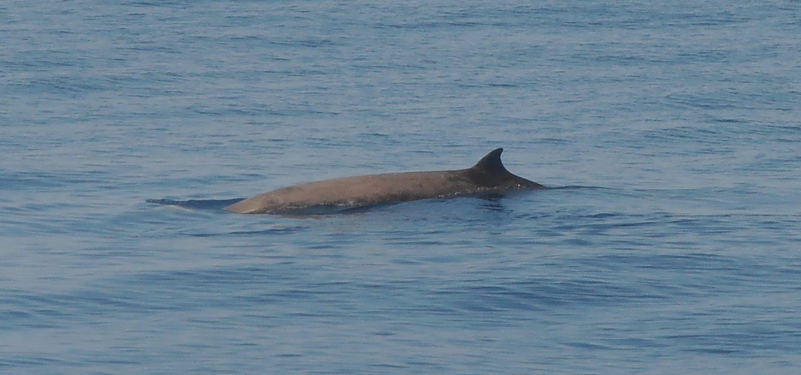 Zifio de Cuvier Ziphius cavirostris en el Mar Ligur