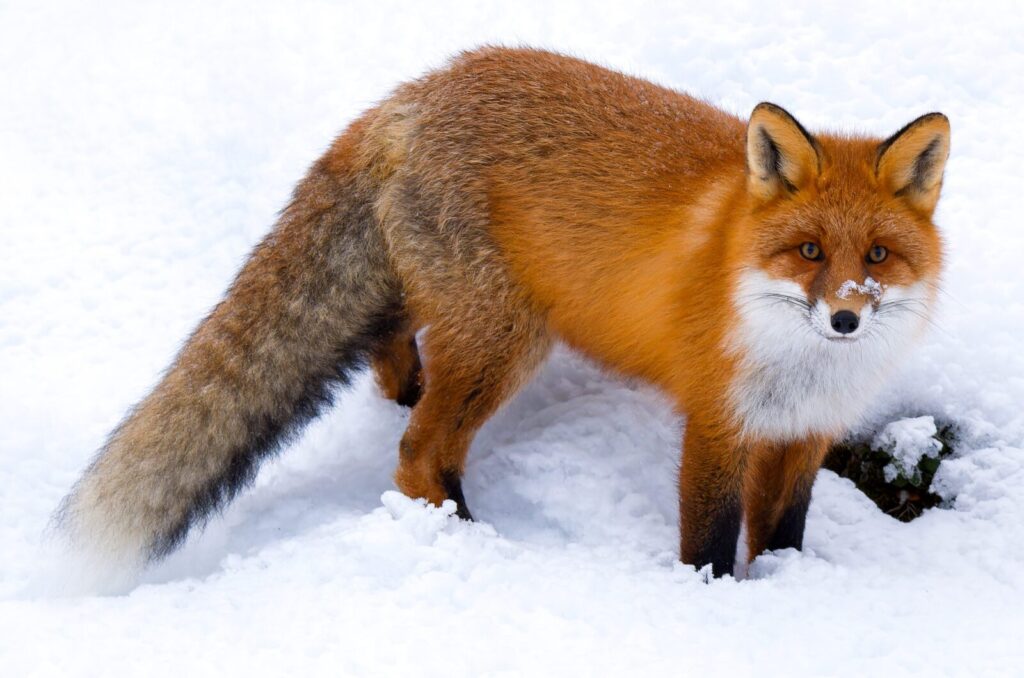 Zorro rojo Vulpes vulpes sobre la nieve
