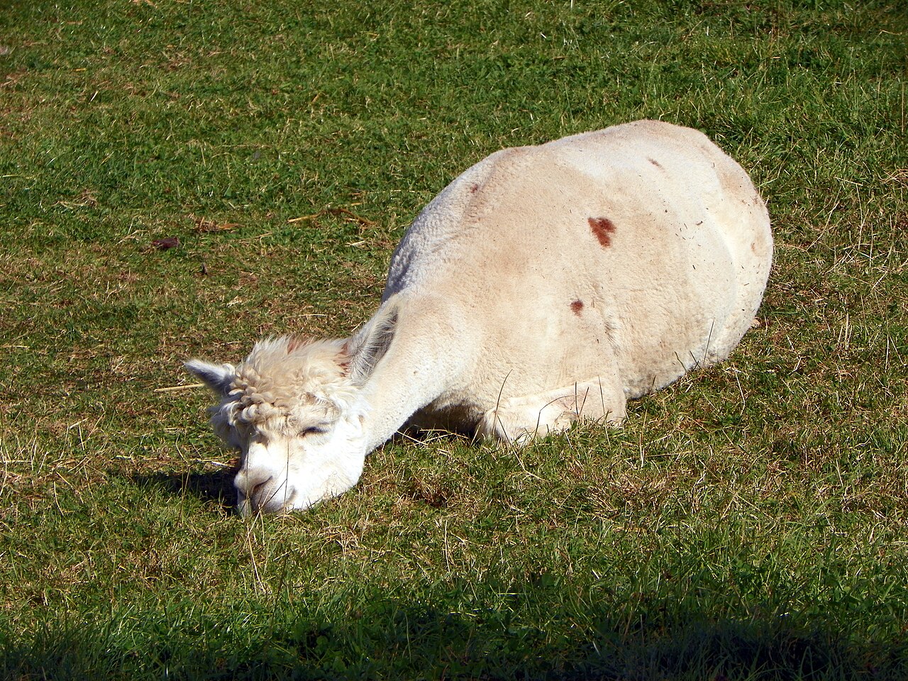 Alpaca (Vicugna pacos)