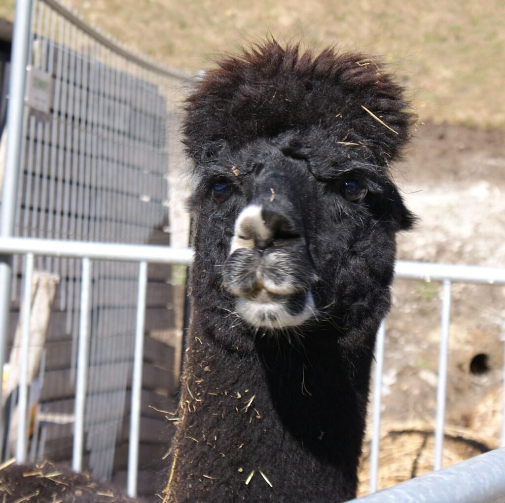 Alpaca