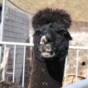 Alpaca: el camélido andino criado por su fibra