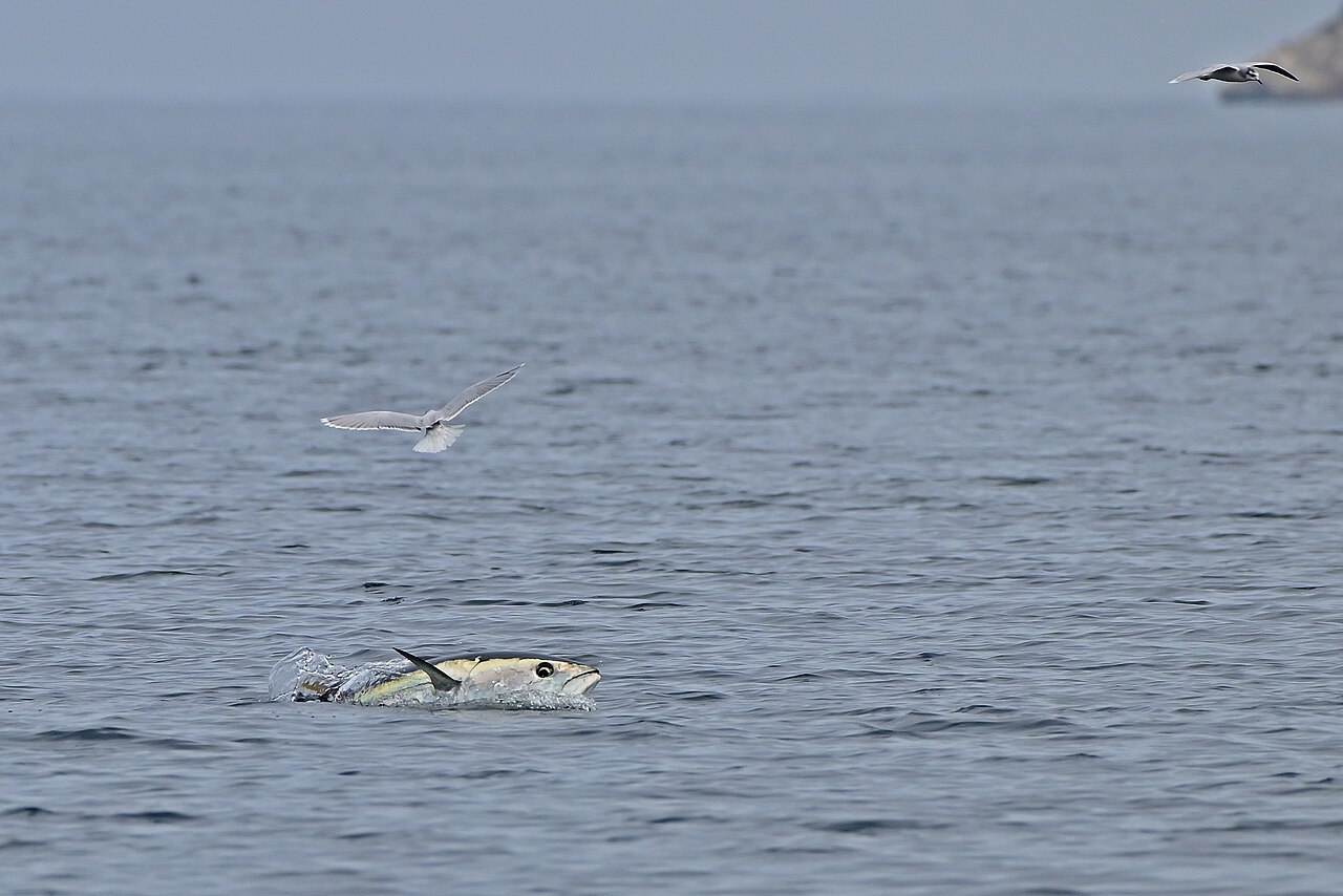 Atún rojo (Thunnus thynnus)
