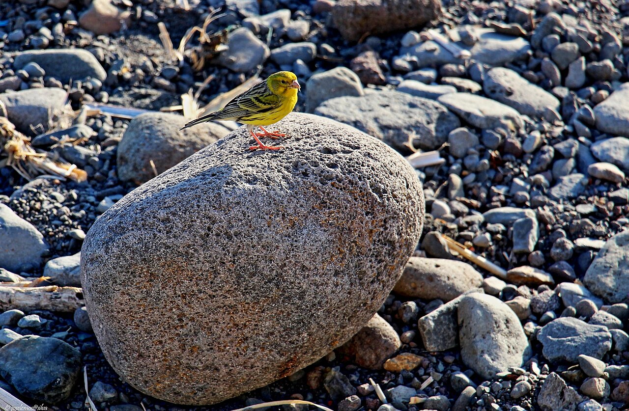 Canario (Serinus canaria)