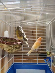 Canario