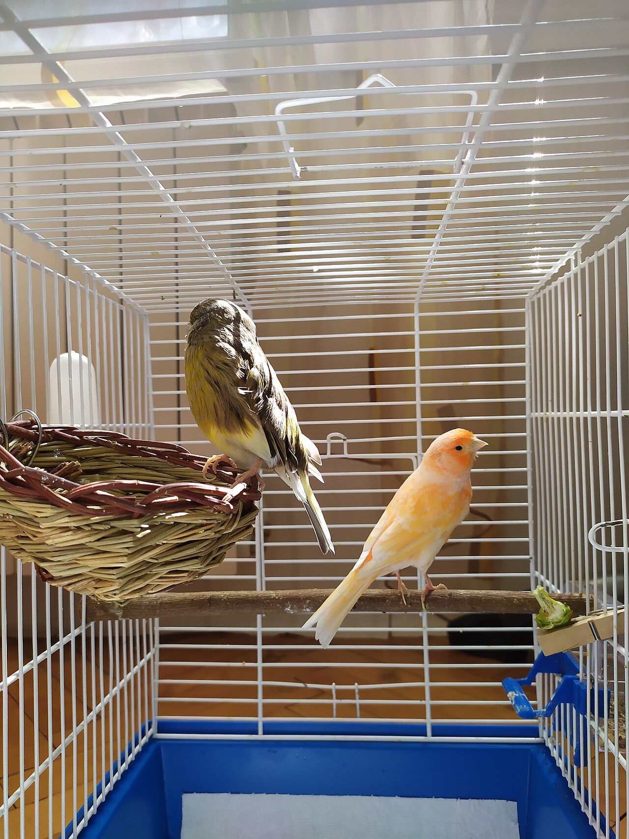 Canario (Serinus canaria)
