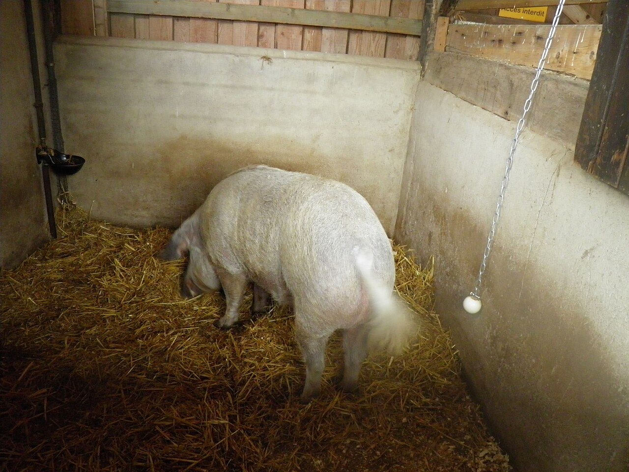 Cerdo (Sus scrofa domesticus)
