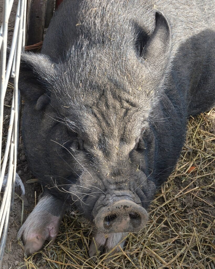 Cerdo