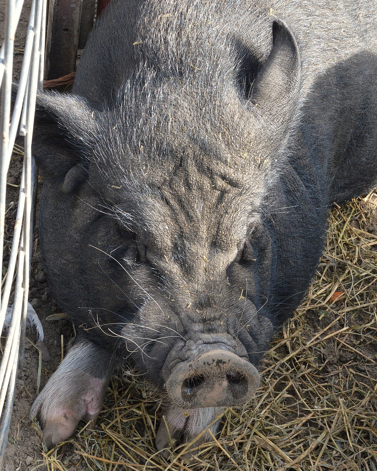 Cerdo (Sus scrofa domesticus)