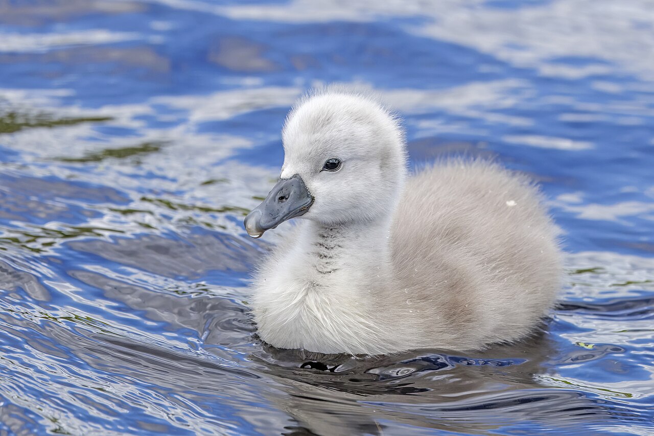 Cisne vulgar (Cygnus olor)