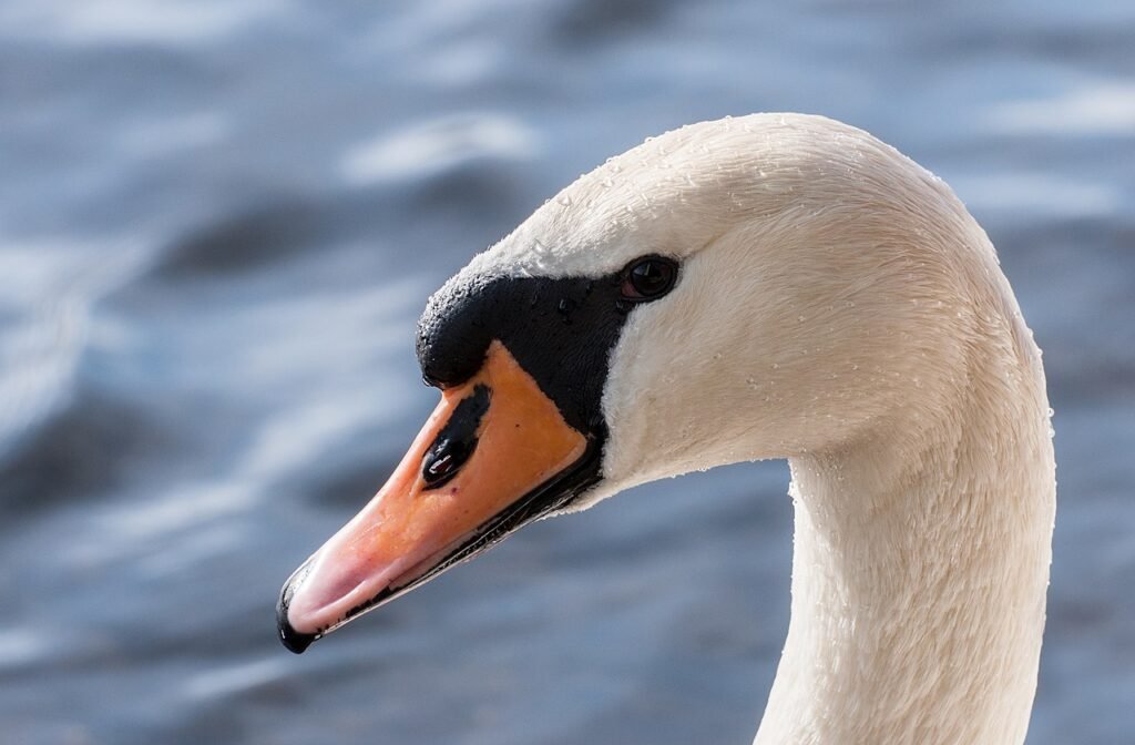 Cisne vulgar