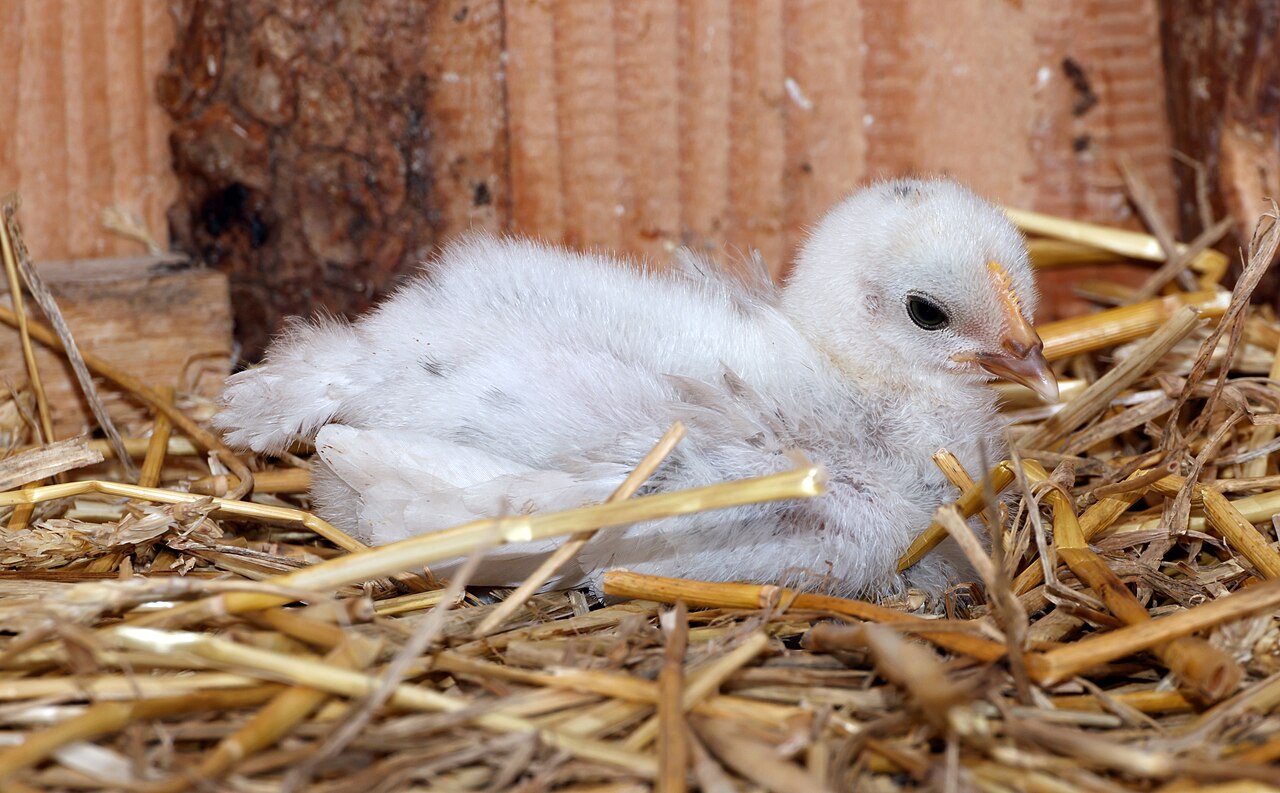 Gallina (Gallus gallus domesticus)