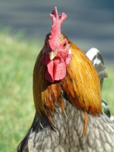 Gallina: el ave doméstica más numerosa del planeta