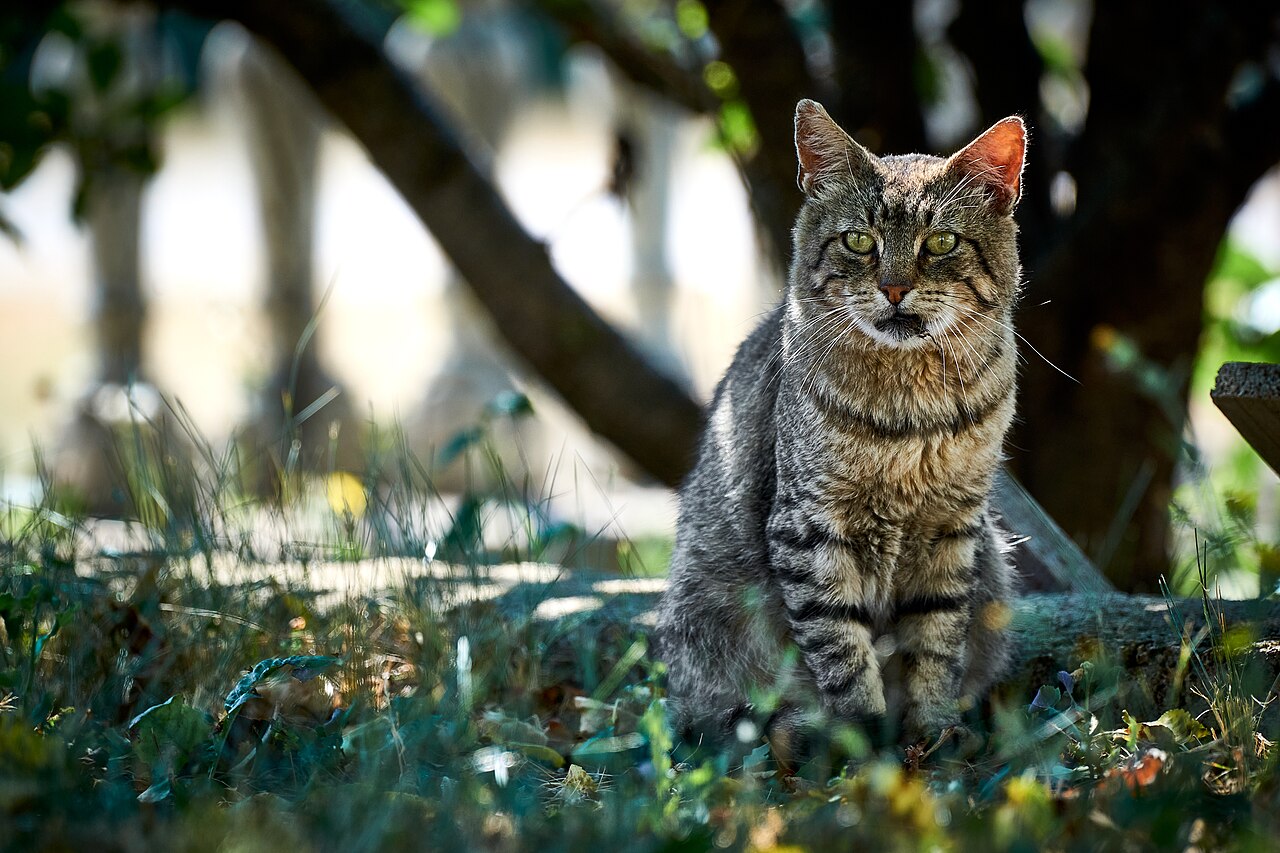 Gato doméstico (Felis catus)