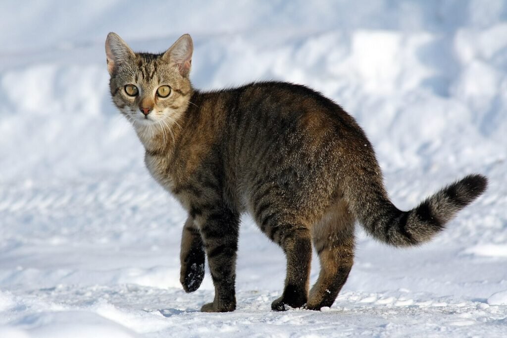 Gato doméstico