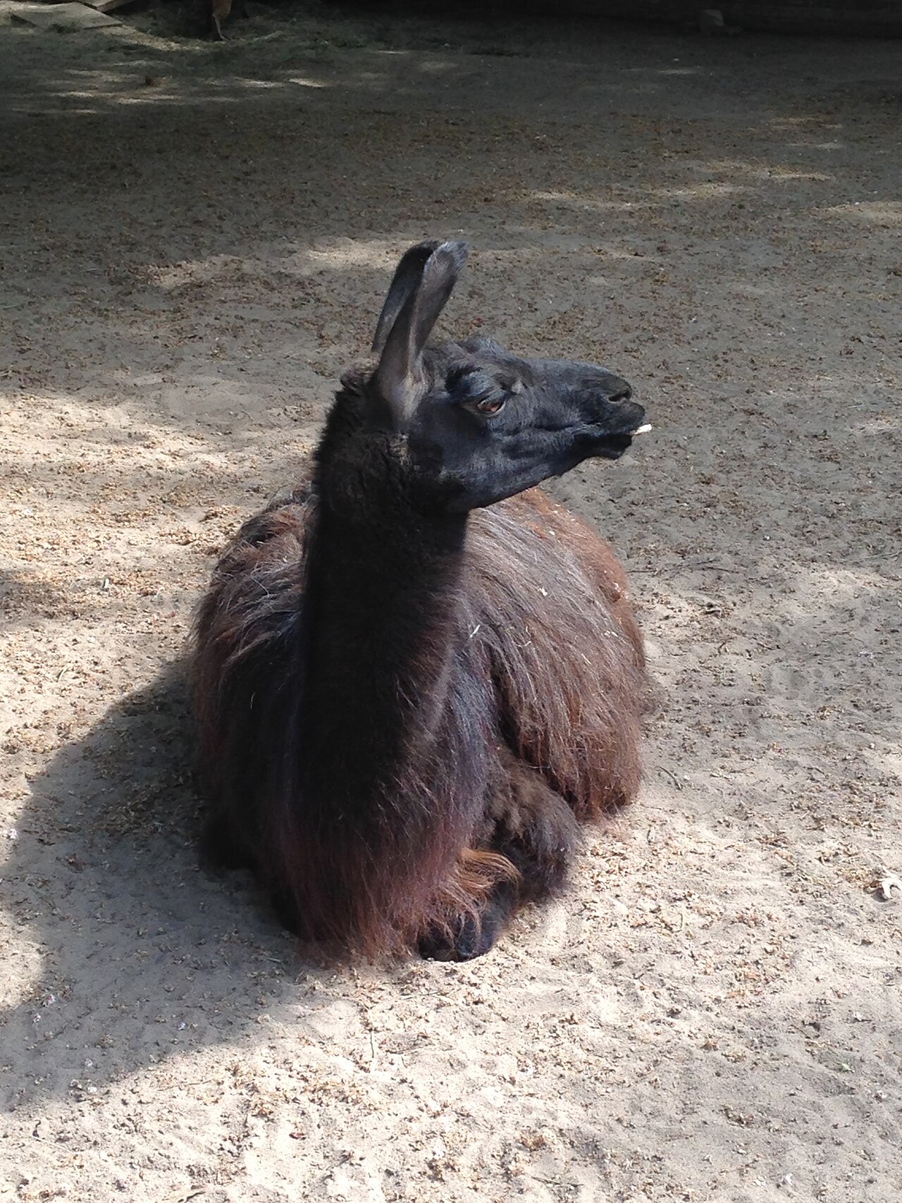 Llama (Lama glama)