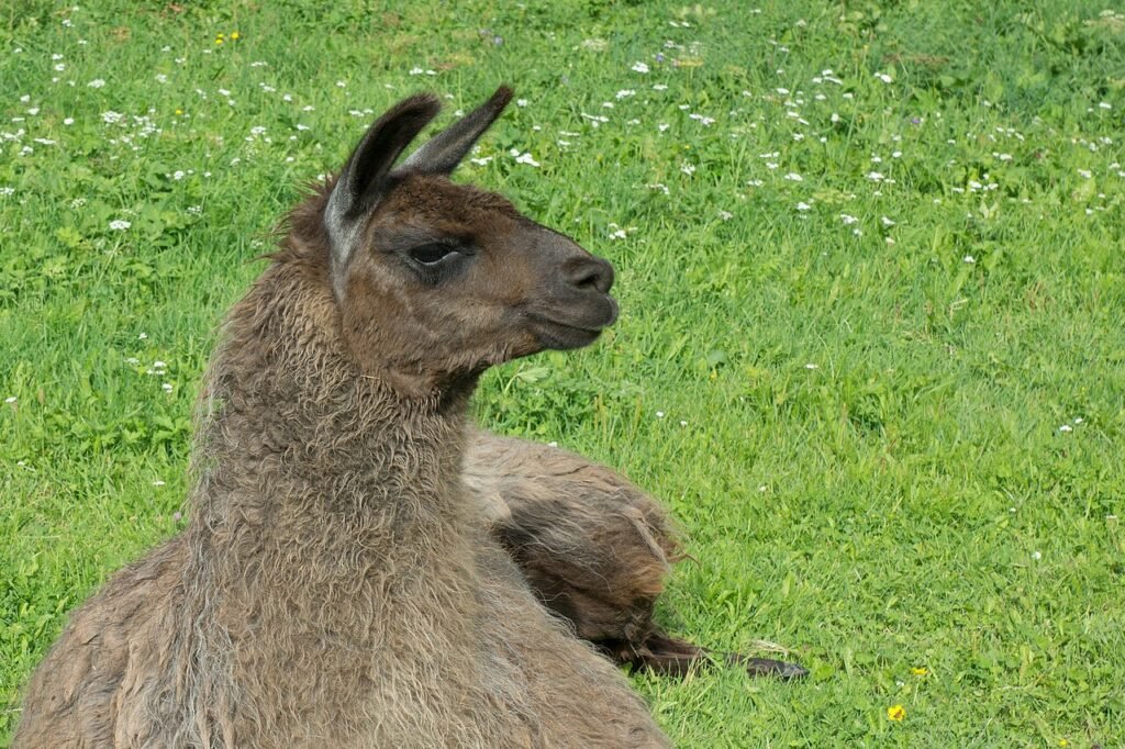 Llama
