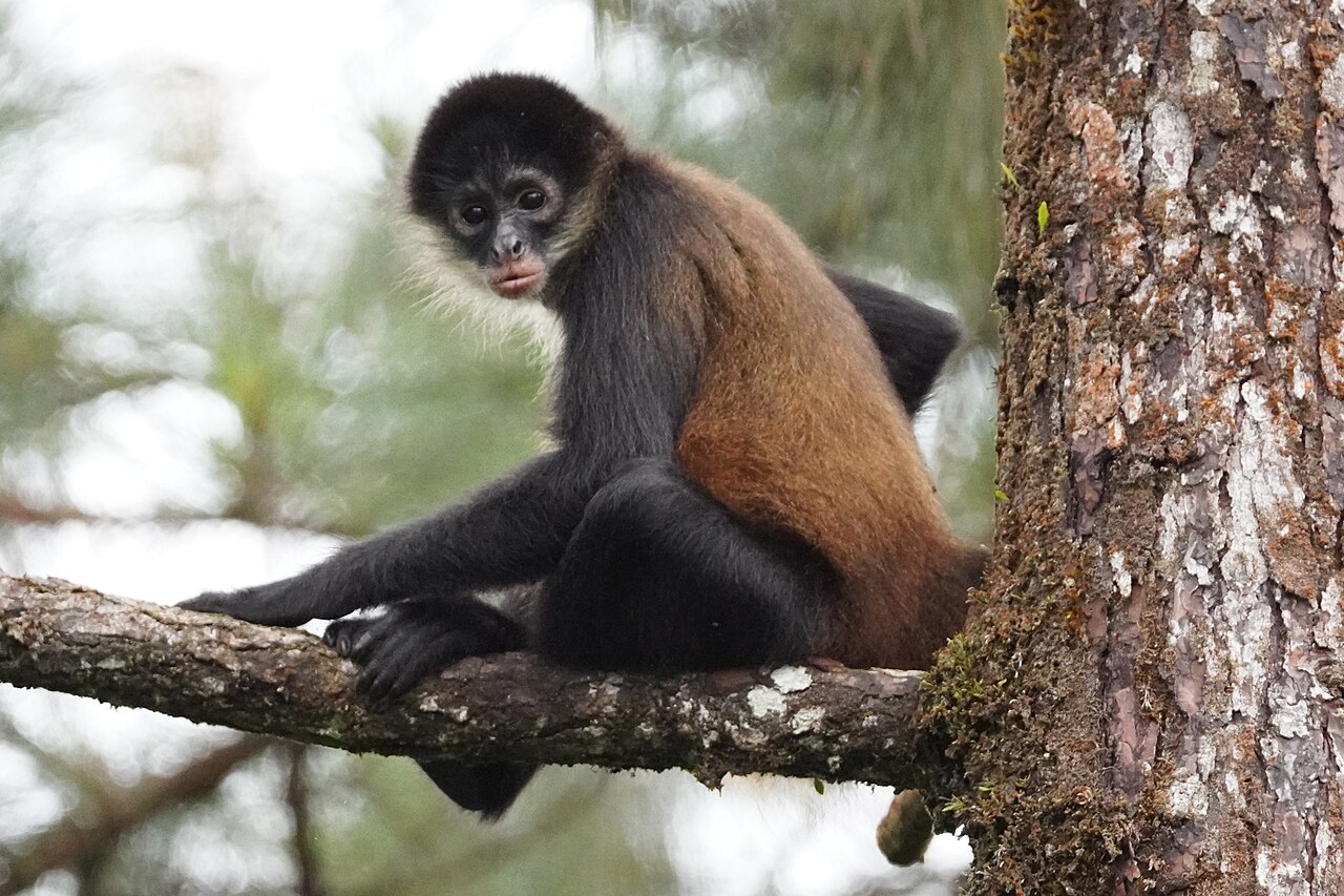 Mono araña (Ateles geoffroyi)