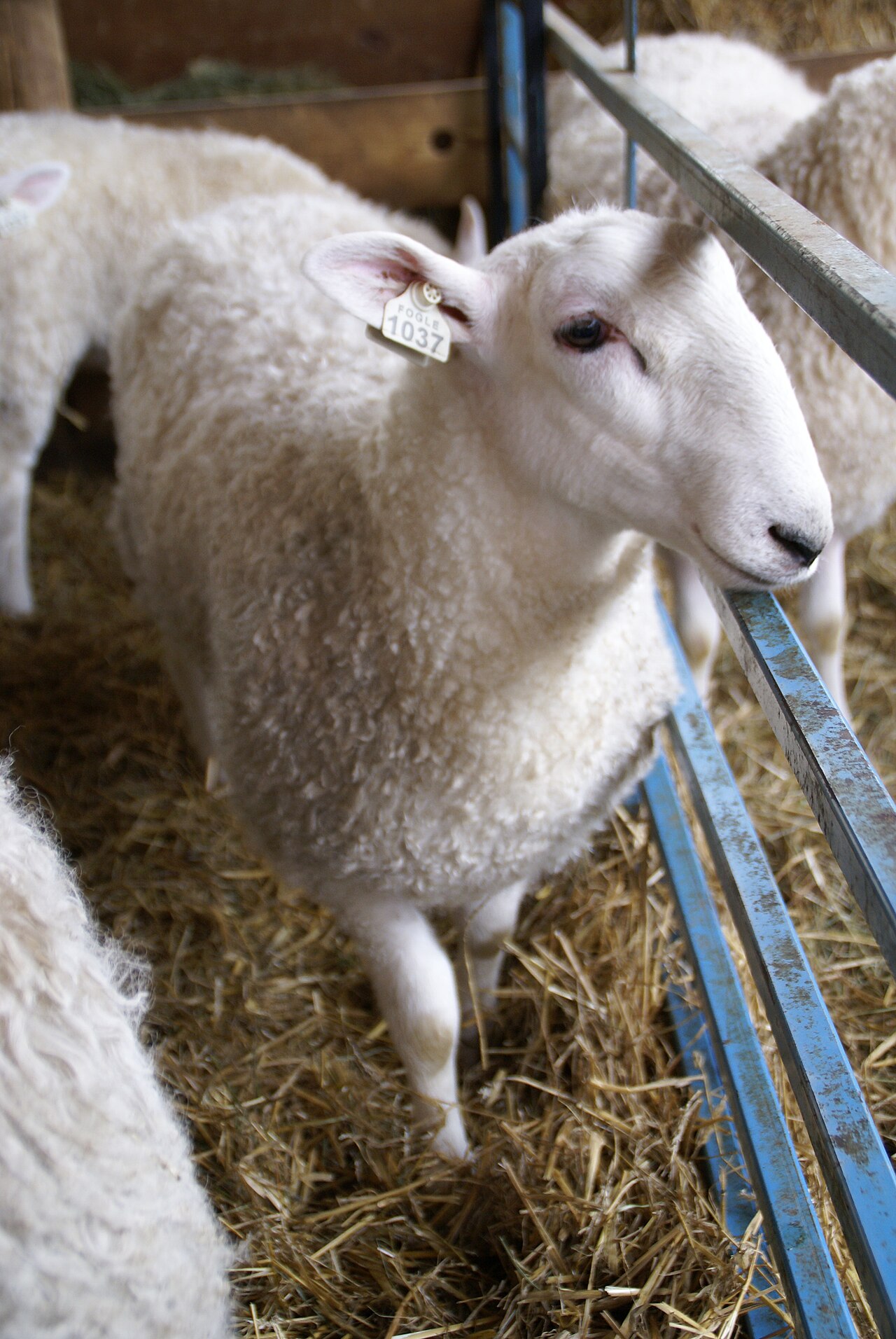 Oveja (Ovis aries)