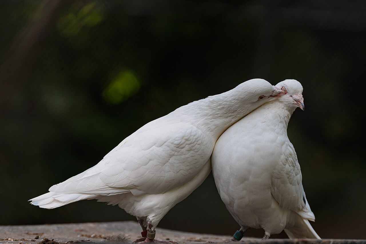 Paloma común (Columba livia)