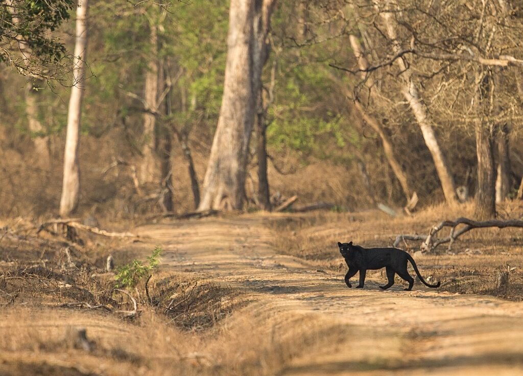Pantera negra