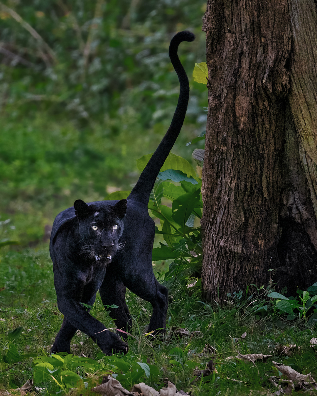 Pantera negra (Panthera pardus)