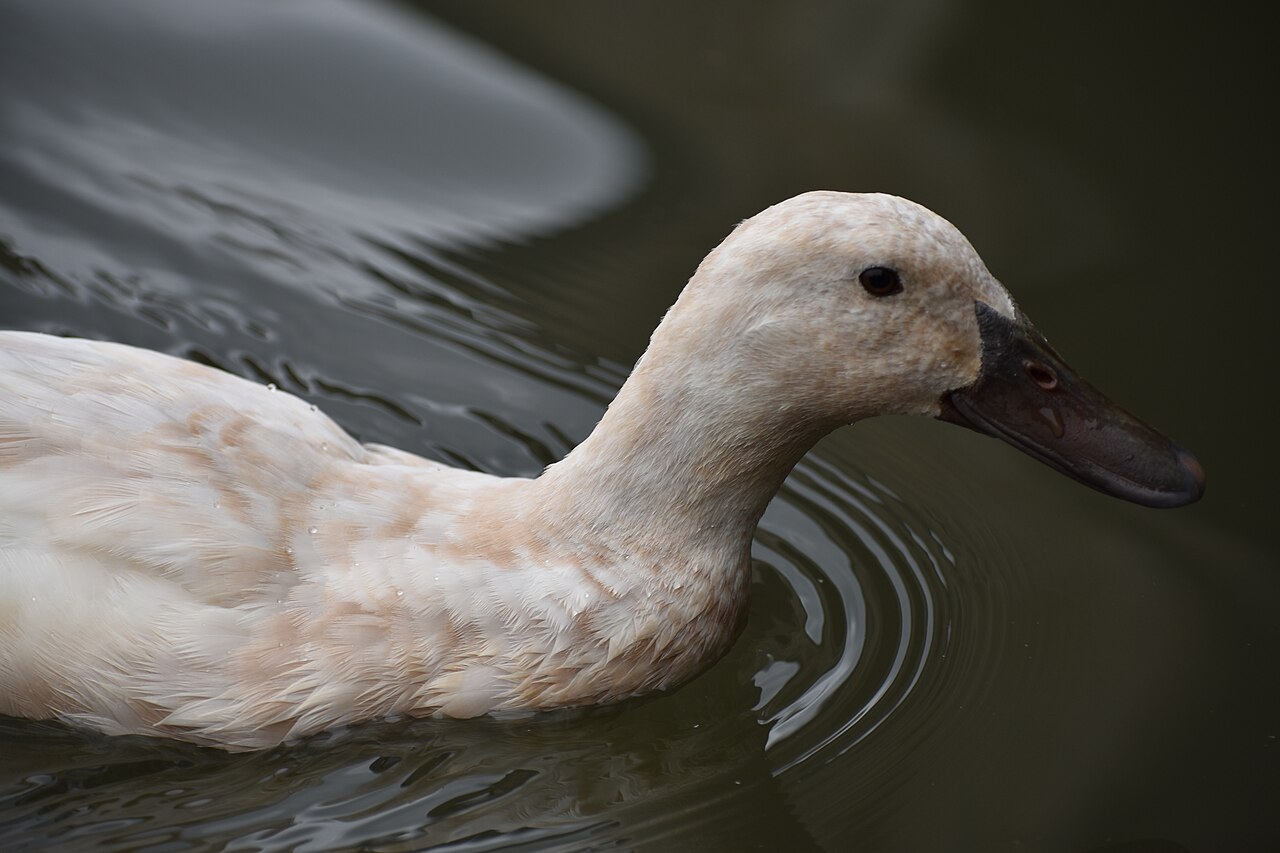 Pato doméstico (Anas platyrhynchos domesticus)